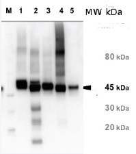 RA | Rubisco activase in the group Antibodies for Plant/Algal / Photosynthesis / RUBISCO/Carbon metabolism at Agrisera AB (Antibodies for research) (AS10 700)